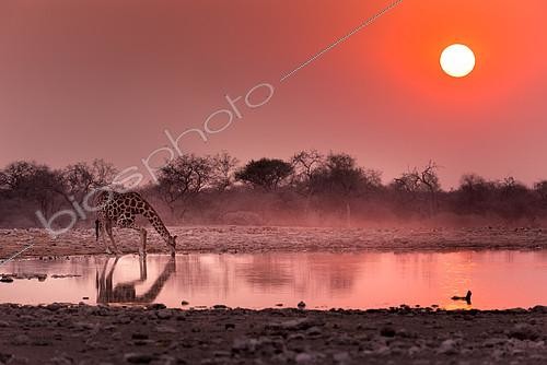 Biosphoto | 2122646 | Girafe (Giraffa Camelopardalis ) buvant au point d'eau au lever du soleil ,Namibie, Etosha national parc /Giraffe (Giraffa Camelopardalis) drinking at the waterhole at sunrise , Namibia, Etosha national park | &copy; Tonino De Marco / Biosphoto