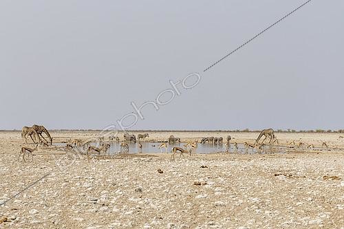 Biosphoto | 2593361 | Girafes d'Angola (Giraffa camelopardalis angolensis), Impalas (Aepyceros melampus), Zèbres des plaines (Equus quagga) au point d'eau, Etosha, Namibie | &copy; Christophe Ravier / Biosphoto