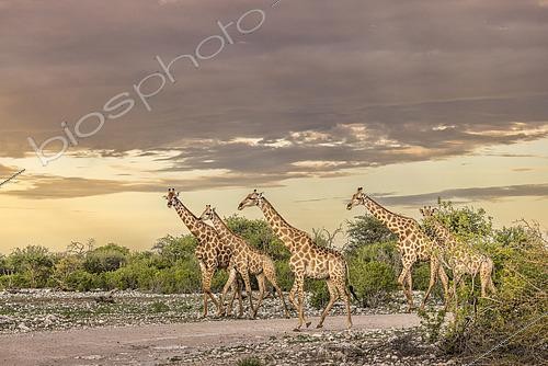 Biosphoto | 2600864 | Girafes d'Angola (Giraffa camelopardalis angolensis), Etosha Park, Namibie, Afrique | &copy; Alain Roux / Biosphoto