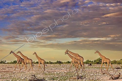 Biosphoto | 2600865 | Girafes d'Angola (Giraffa camelopardalis angolensis), Etosha Park, Namibie, Afrique | &copy; Alain Roux / Biosphoto