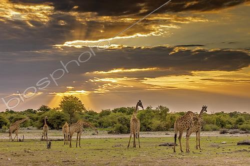 Biosphoto | 2600866 | Girafes d'Angola (Giraffa camelopardalis angolensis), Etosha Park, Namibie, Afrique | &copy; Alain Roux / Biosphoto