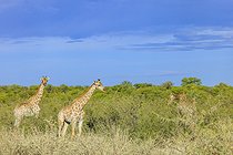 Biosphoto | 2601897 | Girafes d'Angola (Giraffa camelopardalis angolensis) dans la savane, Etosha national Park, Namibie, Afrique | &copy; Alain Roux / Biosphoto