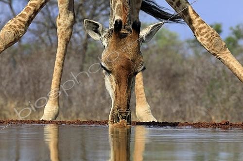 Biosphoto | 2623894 | Giraffe du Sud (Giraffa camelopardalis giraffa), portrait, adulte buvant près de l'eau, Parc national Kruger, Afrique du Sud. | &copy; Jürgen & Christine S / imageBROKER / Biosphoto