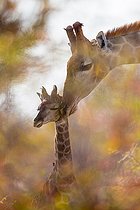 Biosphoto | 2087851 | Giraffe (Giraffa camelopardalis) and baby giraffe, grooming, affection through the foliage of a tree, Namibia | &copy; Philippe Moës / Biosphoto