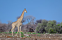 Biosphoto | 2622898 | Giraffe (Giraffa camelopardalis). Etosha National Park. Namibia. | &copy; Michel Bureau / Biosphoto