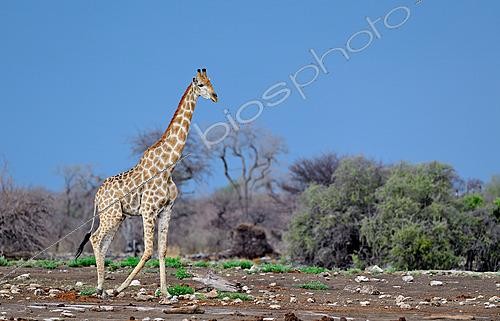 Biosphoto | 2622898 | Giraffe (Giraffa camelopardalis). Parc national d'Etosha. Namibie. | &copy; Michel Bureau / Biosphoto
