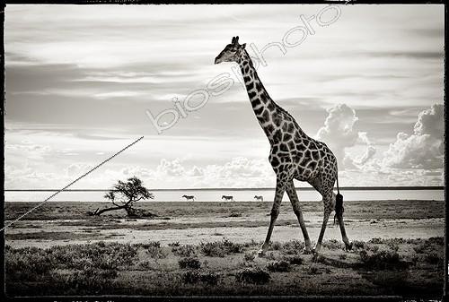 Biosphoto | 1610029 | Giraffe in the savannah of Etosha NP in Namibia  | &copy; Philippe-Alexandre Chevallier / Biosphoto