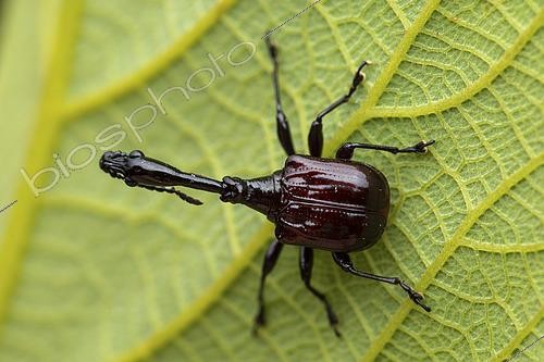 Biosphoto | 2553012 | Giraffe-necked Weevil (Trachelophorus abdominalis), Vohimana, Alaotra-Mangoro, Madagascar | &copy; Frank Deschandol & Philippe Sabine / Biosphoto
