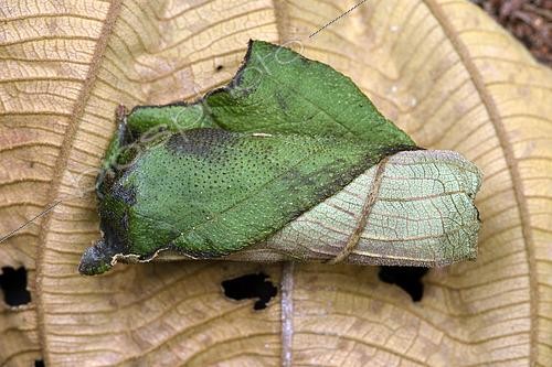 Biosphoto | 2468843 | Giraffe-necked weevil (Trachelophorus giraffa) nest, the female has laid an egg, this nest is made by cutting and folding a leaf of Dichaetanthera (Dichaetanthera cordifolia), Andasibe (Périnet), Alaotra-Mangoro Region, Madagascar | &copy; Jean-Yves Grospas / Biosphoto