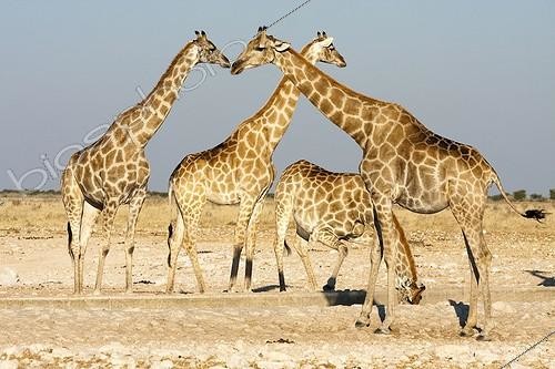 Biosphoto | 2035309 | Giraffes at the waterhole - Etosha Namibia | &copy; Óscar Díez Martínez / Biosphoto