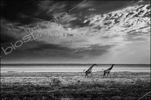 Biosphoto | 1977542 | Giraffes running on the Etosha Pan - Namibia  | &copy; Philippe-Alexandre Chevallier / Biosphoto