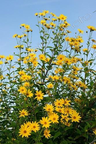 Biosphoto | 2077788 | Girasole (Helianthus tuberosus) flowers in kitchen garden | &copy; Christian Nitard / Biosphoto