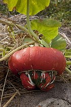 Biosphoto | 1250609 | Giraumon 'Turban' in a kitchen garden | &copy; NouN / Biosphoto