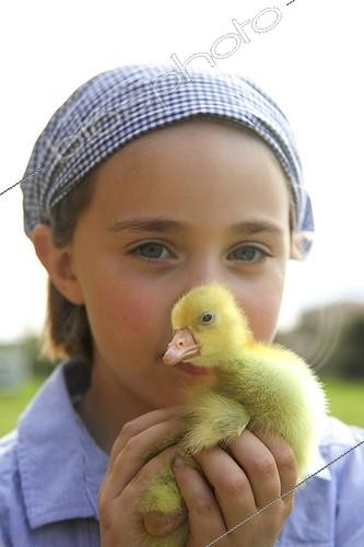 Biosphoto | 1897043 | Girl carrying a young domestic goose | &copy; Eric Guilloret / Biosphoto