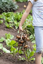 Biosphoto | 2455503 | Girl harvesting onions in a vegetable garden in summer, Moselle, France | &copy; Yann Avril / Biosphoto