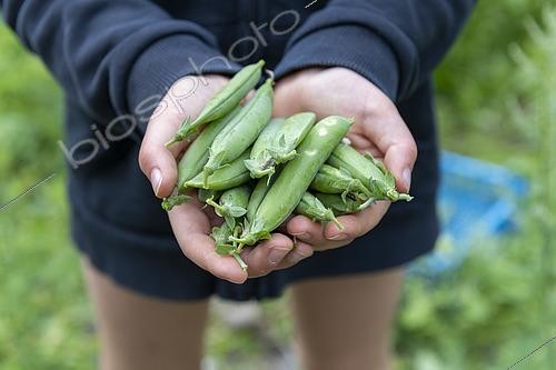 Biosphoto | 2435425 | Girl harvesting sweet peas in a kitchen garden in summer, Pas de Calais, France | &copy; Yann Avril / Biosphoto