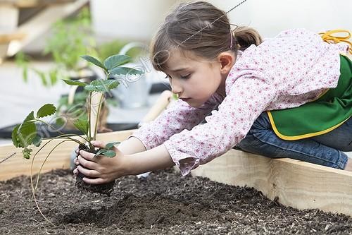 Biosphoto | 1795586 | Girl planting a strawberry plant in a vegetable patch  ; Age: 7 years | &copy; Frédérique Bidault / Biosphoto