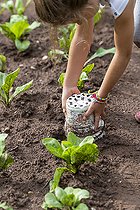 Biosphoto | 2455492 | Girl removing pots placed on salad plants to protect them from slugs in summer, Moselle, France | &copy; Yann Avril / Biosphoto