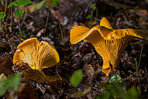 Biosphoto | 2609864 | Girolle, Chanterelle ou Jaunotte (Cantharellus cibarius), excellent comestible, Forêt de la Reine, Lorraine, France | &copy; Stéphane Vitzthum / Biosphoto