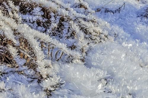 Biosphoto | 2065813 | Givre en feuille au bord d'un torrent de montagne, Queyras, Hautes-Alpes, France | &copy; Jean-Philippe Delobelle / Biosphoto