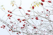 Biosphoto | 2100728 | Givre sur Cynorrhodons d'églantier (Rosa canina) dans un jardin | &copy; Hervé Lenain / Biosphoto