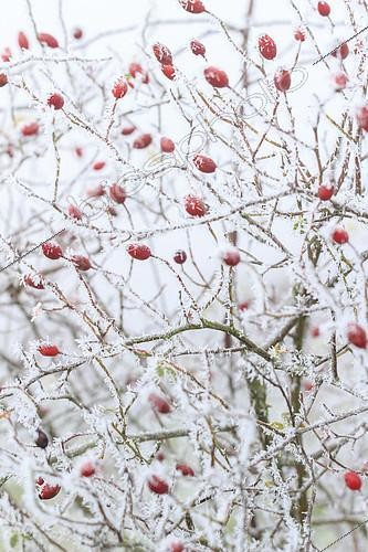 Biosphoto | 2100729 | Givre sur Cynorrhodons d'églantier (Rosa canina) dans un jardin | &copy; Hervé Lenain / Biosphoto