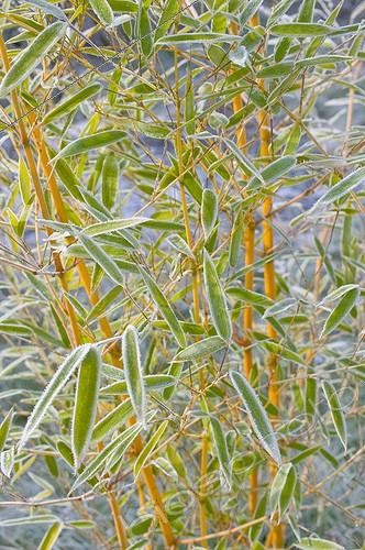 Biosphoto | 827827 | Givre sur des feuilles de Bambou en hiver | &copy; Frédéric Didillon / Biosphoto