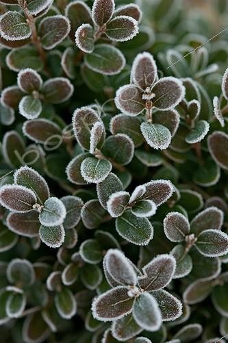 Biosphoto | 1091110 | Givre sur feuilles de Buis dans un jardin en hiver | &copy; Philippe Giraud / Biosphoto