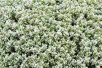 Biosphoto | 2100726 | Givre sur feuilles de Véronique arbustive (Hebe topiara) | &copy; Hervé Lenain / Biosphoto
