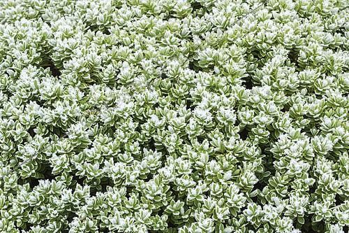 Biosphoto | 2100726 | Givre sur feuilles de Véronique arbustive (Hebe topiara) | &copy; Hervé Lenain / Biosphoto