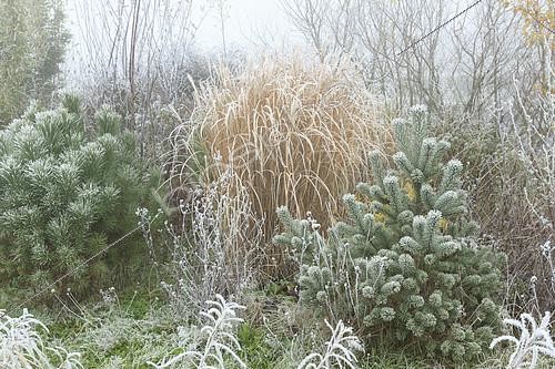 Biosphoto | 2100722 | Givre sur jeune Pin sylvestre (Pinus sylvestris) droite et Pin parasol (Pinus pinea) gauche et Eulalie (Miscanthus sp) | &copy; Hervé Lenain / Biosphoto