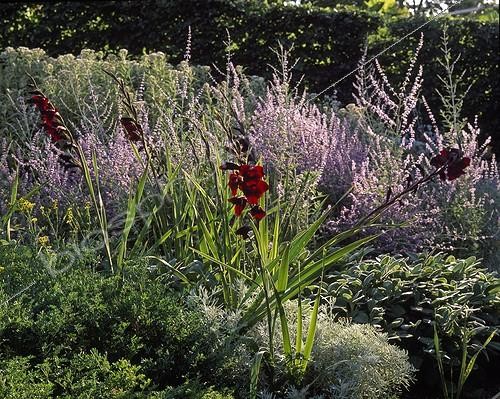 Biosphoto | 698838 | Glaieuls 'Arabian Night' au Festival de Chaumont-sur-Loire ; Paysagiste: Eric Ossart. Edition 2007 | &copy; Gilles Le Scanff & Joëlle-Caroline Mayer / Biosphoto