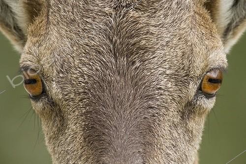 Biosphoto | 1973483 | Glance of Female Ibex - Vanoise Alps France | &copy; Jean-Jacques Alcalay / Biosphoto