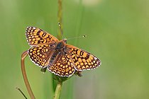 Biosphoto | 2582325 | Glanville Fritillary (Melitaea cinxia) in a meadow at Chauffour-sur-Vell in early May, in the Corrèze department of the Nouvelle-Aquitaine region. France | &copy; Yves Noto Campanella / Biosphoto