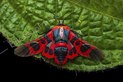 Biosphoto | 2459276 | Glanycus (Glanycus coendersi), imago sur une feuille, Kinabalu NP, Bornéo, Malaisie | &copy; Frank Deschandol & Philippe Sabine / Biosphoto