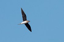 Biosphoto | 2581714 | Glaréole à ailes noires (Glareola nordmanni) en vol, Ouzbékistan | &copy; Raphaël Sané / Biosphoto