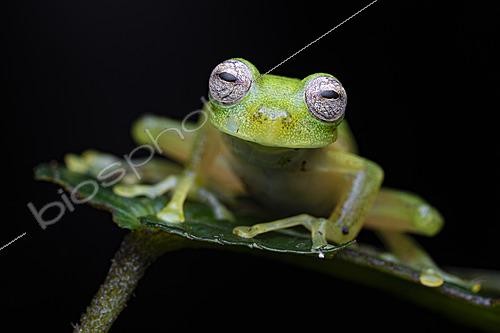 Biosphoto | 2628118 | Glass frog (Nymphargus lasgralaris), Tandayapa, Ecuador. | &copy; Vincent Premel / Biosphoto