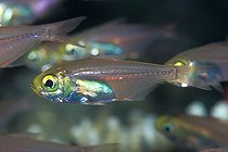 Biosphoto | 981047 | Glass Pygmy Sweeper, Ras Mohammed, Sinai, Red Sea, Egypt | &copy; Borut Furlan / WaterFrame / Biosphoto