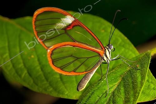 Biosphoto | 2050289 | Glasswing butterfly (Greta oto), Gainesville, Butterfly Rainforest, Florida, USA | &copy; Michael Turco / Biosphoto