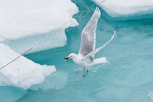 Biosphoto | 2406206 | Glaucous Gull (Larus hyperboreus) eating a fish on ice, Svalbard | &copy; Raphaël Sané / Biosphoto