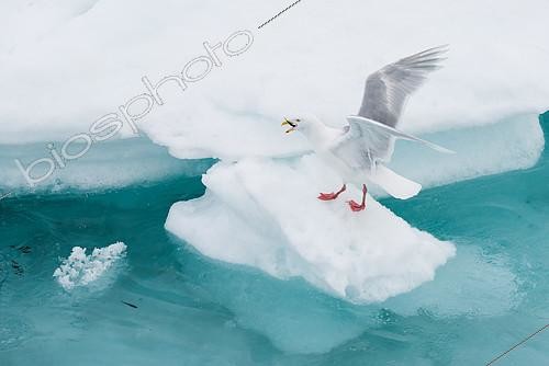 Biosphoto | 2406207 | Glaucous Gull (Larus hyperboreus) eating a fish on ice, Svalbard | &copy; Raphaël Sané / Biosphoto