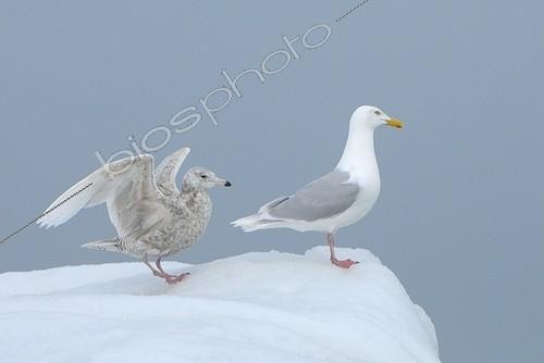 Biosphoto | 1183266 | Glaucous gulls on ice Monaco Glacier Svalbard | &copy; Benoist Clouet  / Biosphoto