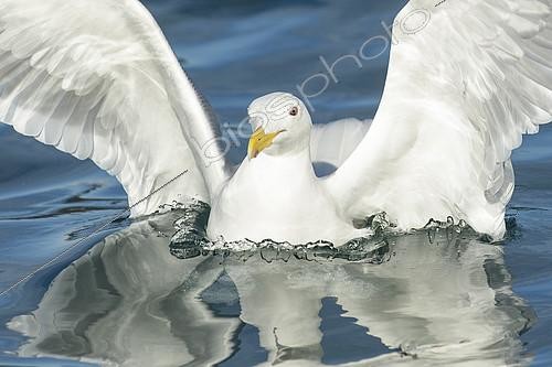 Biosphoto | 2408638 | Glaucous-winged Gull (Larus glaucescens), Alaska, USA | &copy; Alan Murphy / BIA / Biosphoto