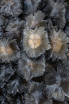 Biosphoto | 2609243 | Glistening Inkcap (Coprinellus micaceus) clump deliquescing, Gers, France | &copy; Marie Aymerez / Biosphoto