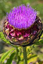 Biosphoto | 2575169 | Globe artichoke (Cynara scolymus) flower, Sarthe, France | &copy; Michel Gile / Biosphoto