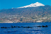 Biosphoto | 2582942 | Globicéphale noir (Globicephala macorhynchus). Groupe en surface. Tenerife, îles Canaries. (A partir d'un fichier analogique, scanner rotatif). | &copy; Sergio Hanquet / Biosphoto