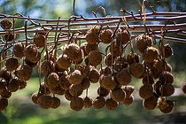 Biosphoto | 2084217 | Glomérules secs de platane sur branche, Provence, France | &copy; Philippe Giraud / Biosgarden / Biosphoto
