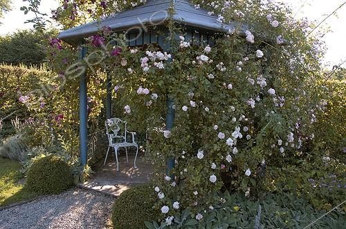 Biosphoto | 175443 | Gloriette avec rosiers grimpants Jardin Ter Heyveld Belgique ; Rosier 'Awakening'. Rosier 'Bleu Magenta'. Rosier 'Belvedere' | &copy; NouN / Biosphoto