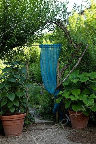 Biosphoto | 891733 | Glory bower before a blue curtain in the Garden of Paradise | &copy; Philippe Giraud / Biosphoto
