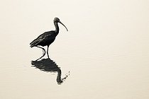 Biosphoto | 1987490 | Glossy Ibis in water - Yellow Water  Kakadu  Australia  | &copy; Anne Claire Monna / Biosphoto